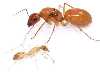 Мурахи Camponotus Turkestanus земляні мурахи.